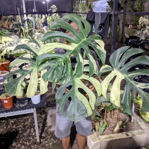 May include: A large Monstera plant with variegated leaves, featuring shades of green and cream. The plant has large, fenestrated leaves, and is held by a person. Other potted plants are visible in the background.