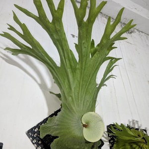 Platycerium Wandae, ejemplar raro de planta exótica con forma de cuernos de ciervo. Imagen real.