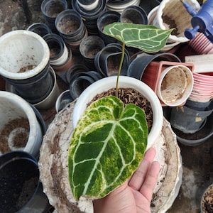 限定1株　アンスリウム　クリスタリナム　斑入り 限定1株 アンスリウム クリスタリナム 斑入り - メルカリ