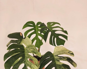 Monstera Jungle Mint Variegated Real Bild - Etsy.de