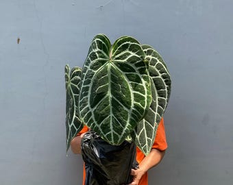 Anthurium Crystallinum Minahasa Darkfoam Mycket vacker och hälsosam dekoration för hemträdgård