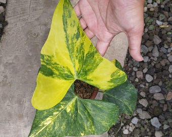 Anthurium Pterodáctilo Abigarrado 3 Hojas Imagen Real