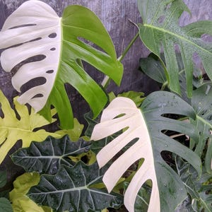 May include: Close-up of a variegated Monstera plant with large, split leaves. One leaf is half white and half green, while others are solid green. The leaves have a glossy texture and are covered in water droplets.