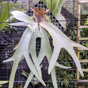 Platycerium Willinckii Jenny - Etsy