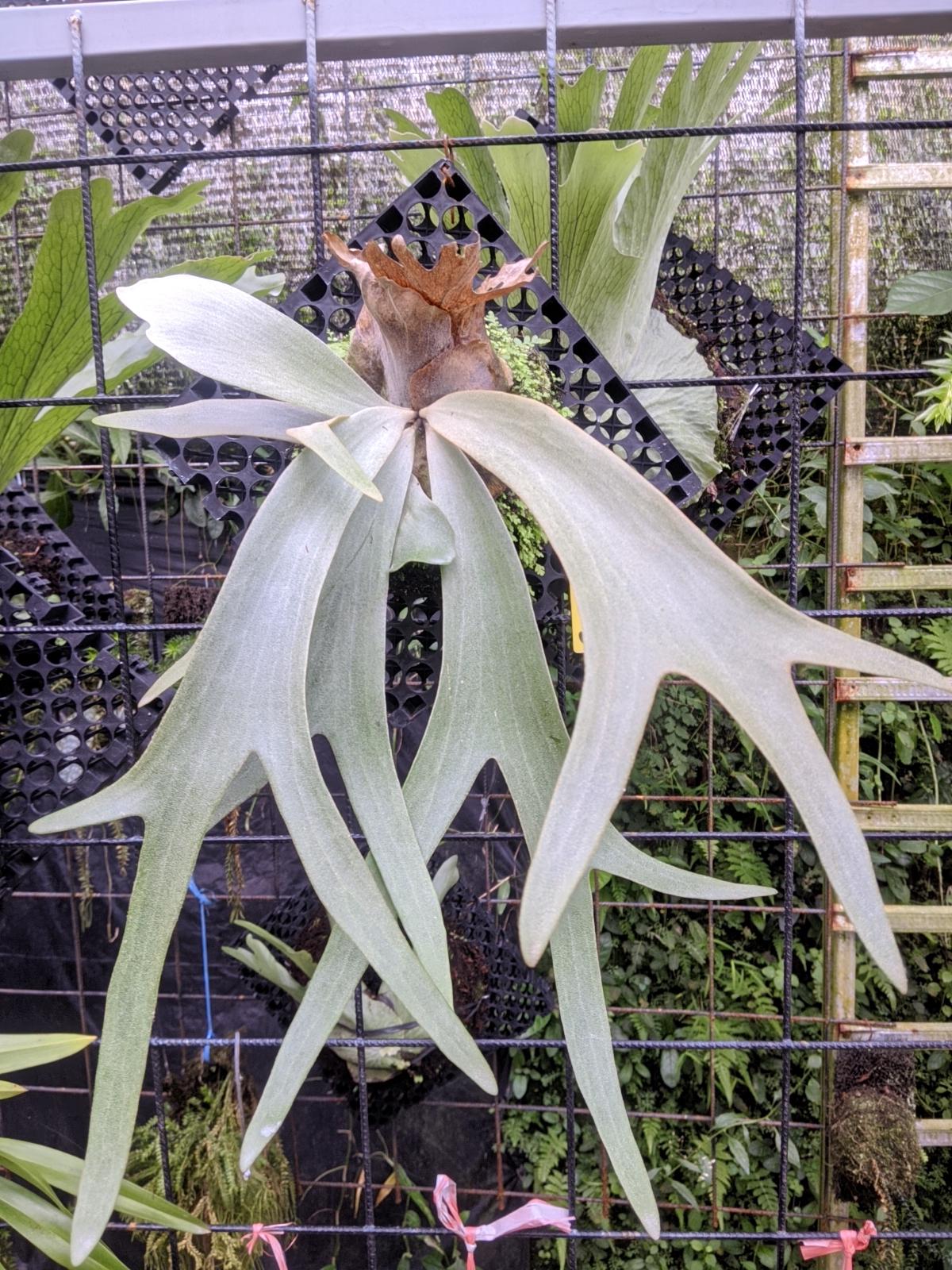Platycerium Willinckii Jenny - Etsy