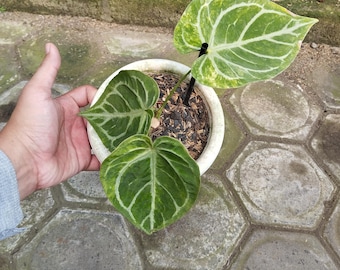 Anthurium Magni x Silver Blush Variegated Imagen real