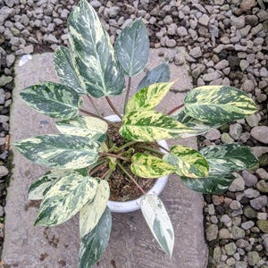 May include: A houseplant in a white pot, featuring large leaves with a striking variegation of green, white, and yellow. The plant is set against a backdrop of small rocks and a concrete surface. The leaves display a unique pattern.