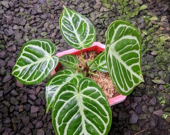 Anthurium Silver Chrome, grande formato, foto reale, pianta sana e bella