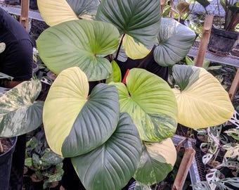 Real Pict Homalomena Rubescens bont groot formaat Very Beauty