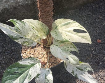 Epipremnum Marble Variegated Real Picture