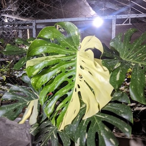 May include: A close-up of a variegated Monstera plant with large, split leaves. The leaves display a mix of green and creamy white coloration, with natural patterns. The plant is in a greenhouse setting, with a bright light source in the background.