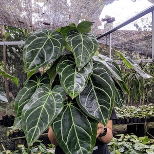 Anthurium Crystallinum Dark Foam Lush Leave Real Picture Healthy and Beauty Plant
