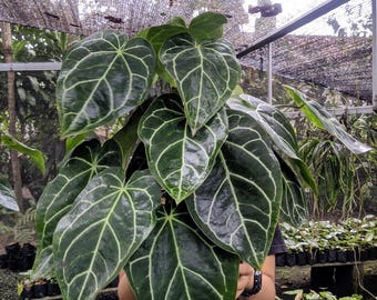 Anthurium dark form Crystallinum Starter Plant (ALL STARTER PLANTS