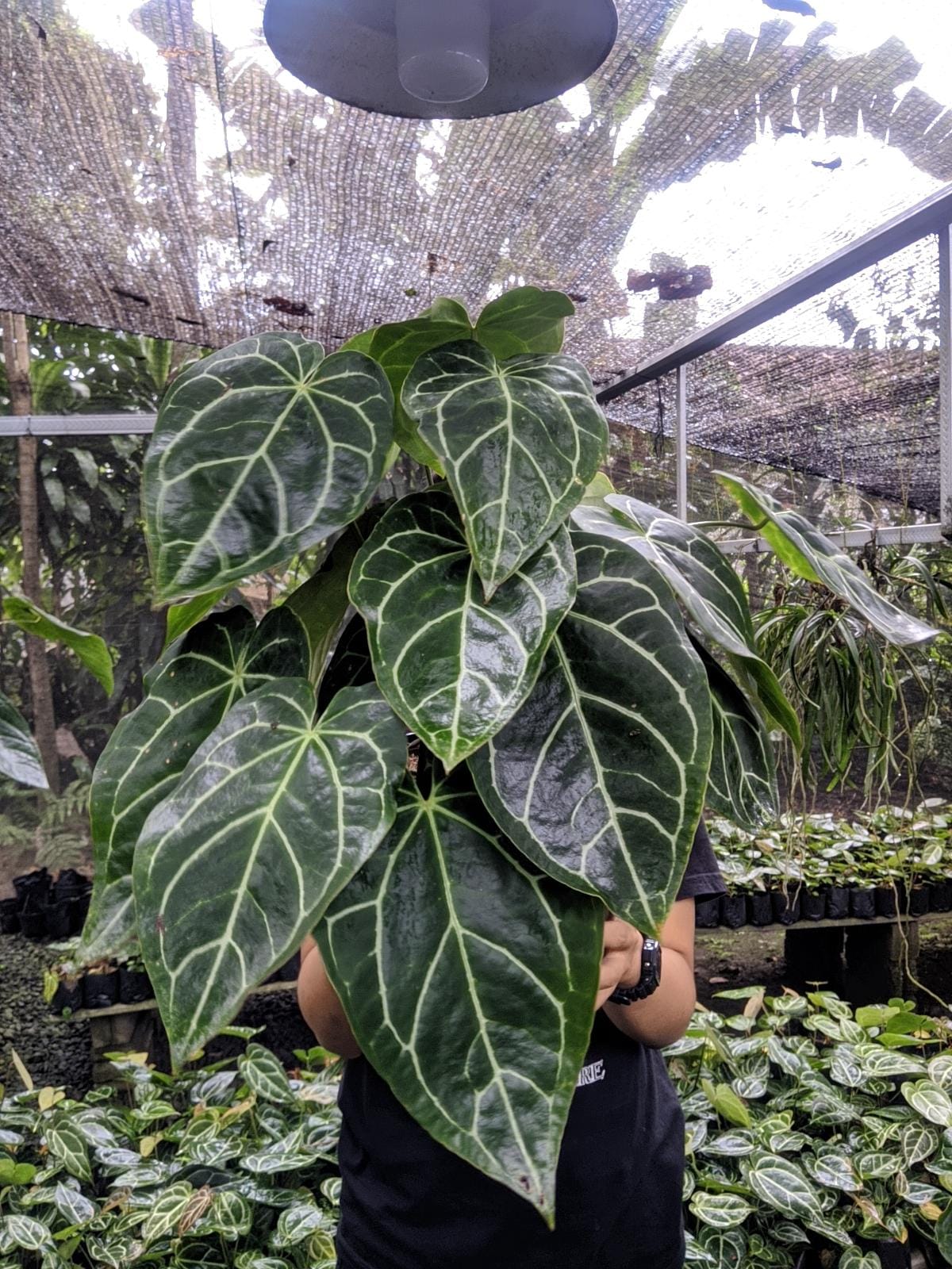 Anthurium crystallinum dark - Etsy 日本