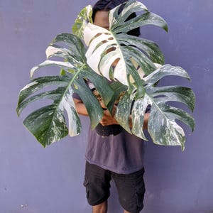 May include: A large Monstera plant with variegated leaves, featuring patches of white and dark green. The plant is held in front of a person, showcasing its size and unique color pattern. The leaves have a split, fenestrated design.
