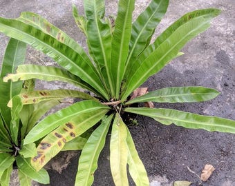 Imagen real de Kadaka Oceana Lush Leaf, tamaño grande, muy hermosa.