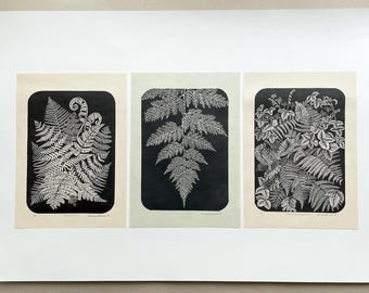 Set of 3 Botanical ferns prints, original prints to decorate your walls
