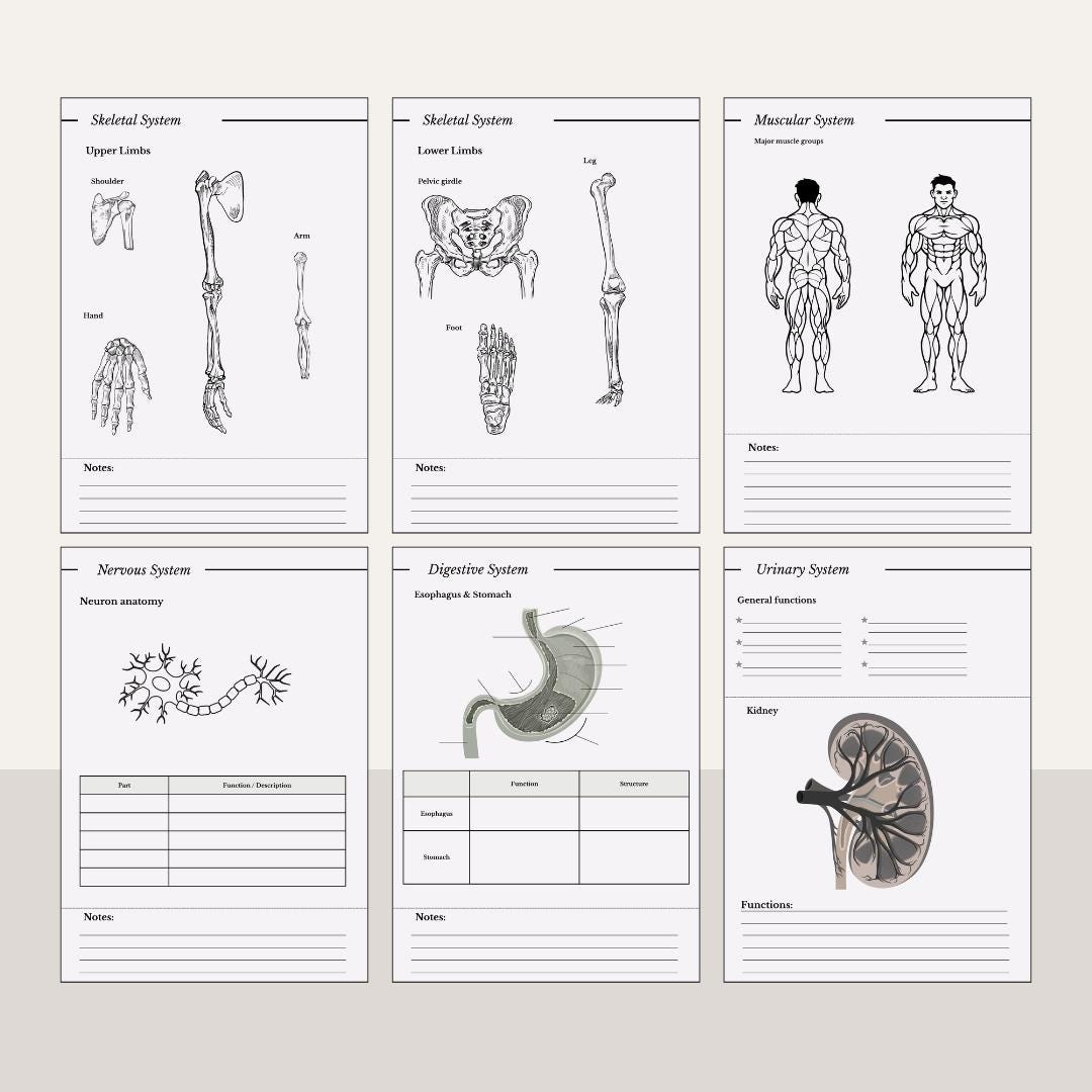 Anatomy Digital Template Easy Anatomy | Study Guide & Flashcards PDF | Active Learning Anatomy ...