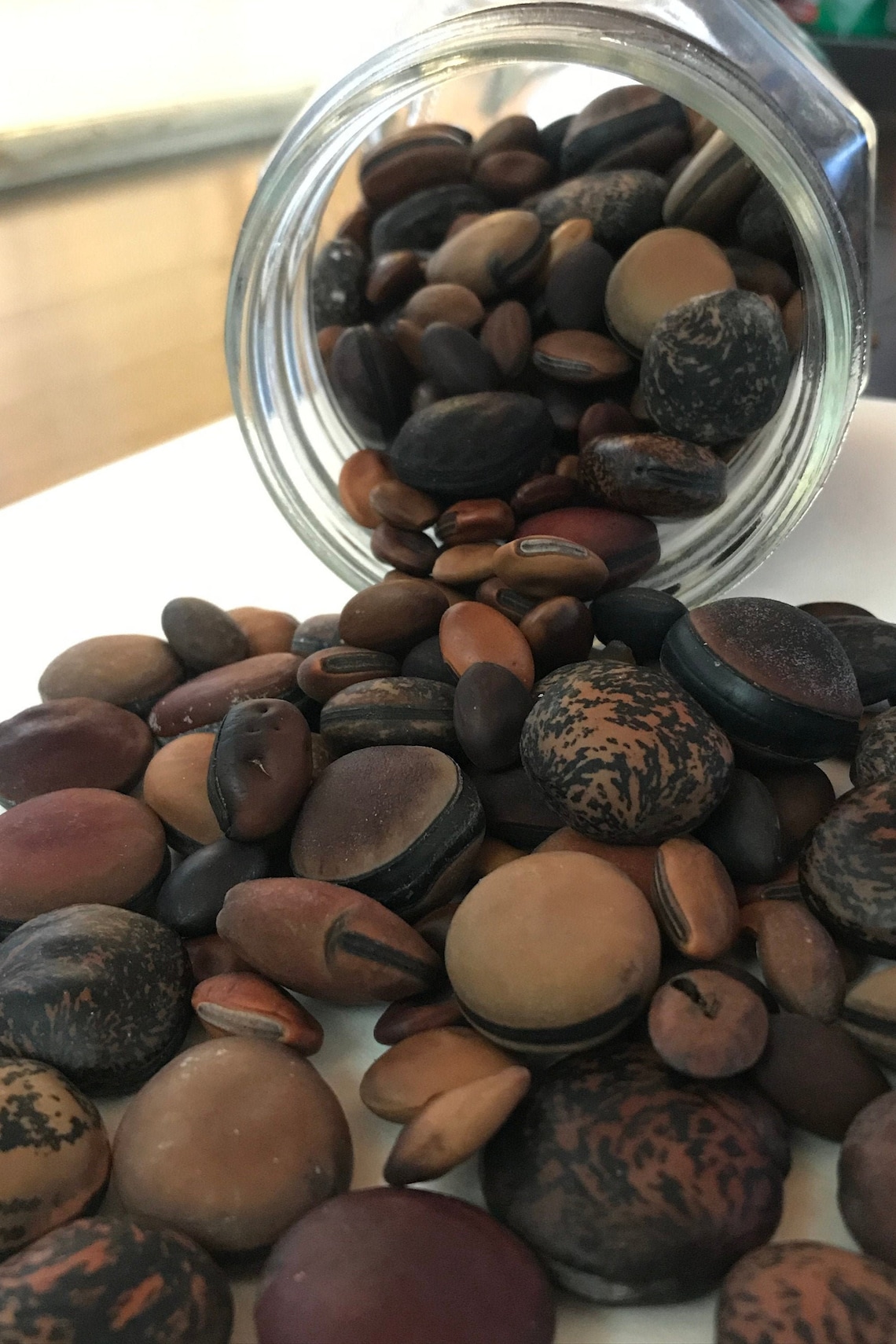 Hawaiian Sea Beans/ Drift Seeds Ayruveda variety bag of 5 Etsy