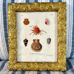 Antique Seashell Engraving: c1771 Georg Knorr Print in Ornate Gold Frame
