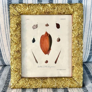 Antique Seashell Engraving: c1771 Georg Knorr Copper Print in Victorian Frame