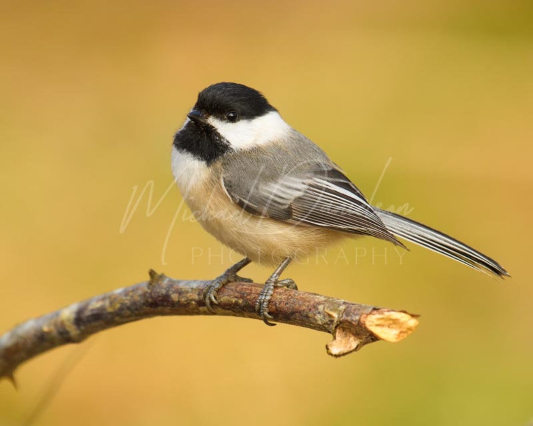 Black-capped Chickadee Photograph Print 8x10 - Etsy