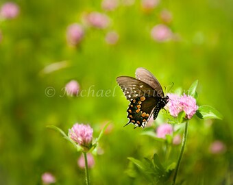 Butterfly Photograph Print