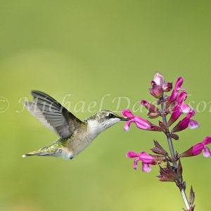 Photograph Print Hummingbird Sweet Taste