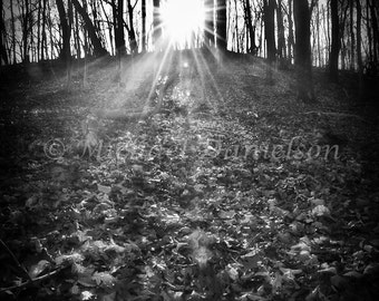 Black and White Photograph Light in the Forest 8x10