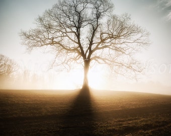 Morning Sunrise Tree with Fog Landscape Photo 8x10