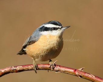 Red-breasted Nuthatch Bird Photograph Print 8x10