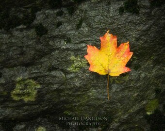 Fall Maple Leaf Photograph Print 8x10