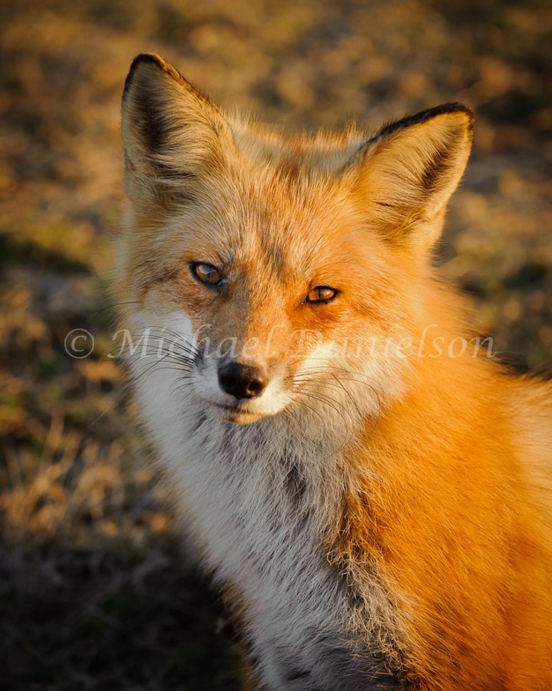 Red Fox Foxy Loxy Photograph Print 8x10 image 1