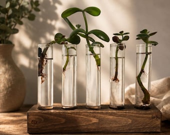 Vermeerderingsstation voor planten met 5 reageerbuisjes in een gebeitste houten standaard