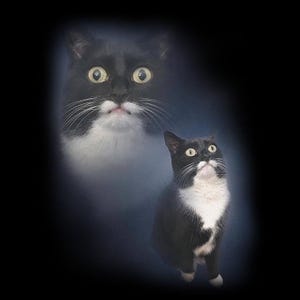 Black and White Cat Portrait Png