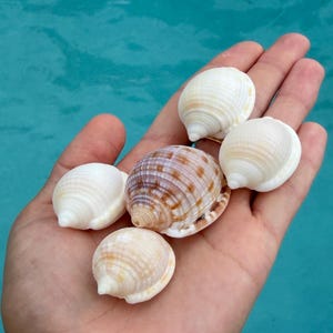 5 Scotch Bonnet Shells