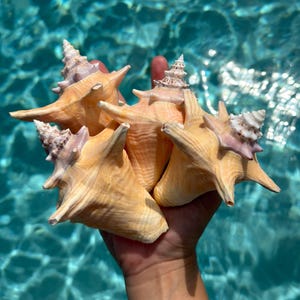 Florida Keys QUEEN CONCH - Juvenile