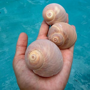May include: Three smooth, rounded, light tan sea shells with visible spiral patterns at their centers. The shells have a polished, matte texture and are arranged in a cluster, showcasing their natural, curved shapes and soft, earthy beige tones.