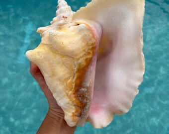 フロリダキーズ産クイーンコンク