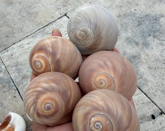 30 Caracóis Lunares Olho de Tubarão XL RAROS