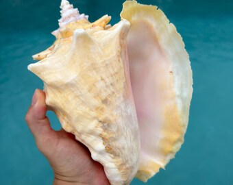XL Florida Keys QUEEN CONCH