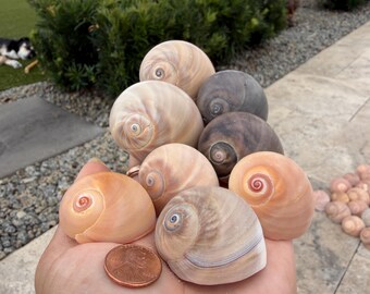 48 Caracóis Lunares Grandes com Olho de Tubarão