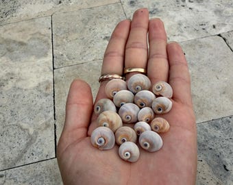 RARO! Caracóis-da-lua de olhos azuis tamanho XS