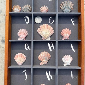 May include: A wooden display case with a grid of twelve compartments, each containing a seashell. The shells vary in size, shape, and color, with hues of pink, tan, and gray. White letters A through L are placed above each compartment.
