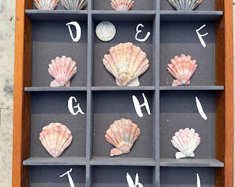 Conchas raras em formato de pata de leão (vendidas individualmente)