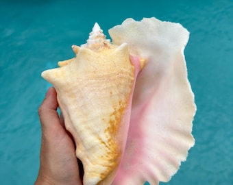 フロリダキーズ産クイーンコンク