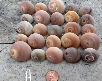 25 Caracóis Lunares Olho de Tubarão