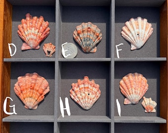 Conchas raras em formato de pata de leão (vendidas individualmente)