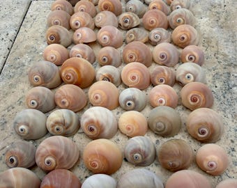 60 pequenos caracóis-da-lua com olhos de tubarão