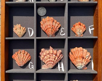 Conchas Patas de Leão com DESCONTO (Vendidas individualmente)